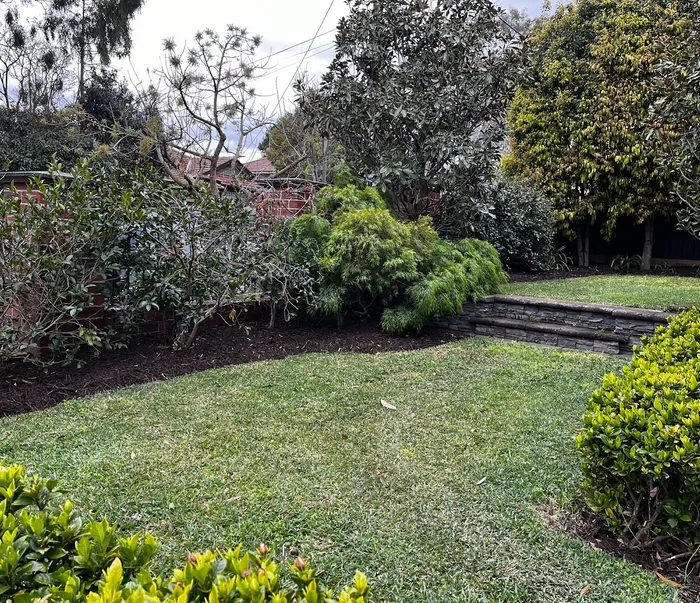 Overgrown Melbourne garden transformed by Barnes and Bloom — existing plants reshaped, beds cleared and replanted in Ivanhoe