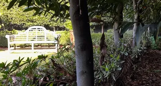 Established garden with clipped hedges maintained by Barnes and Bloom — monthly garden care in Melbourne