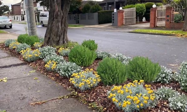 Nature strip after makeover — native planting in the Coastal Compact style