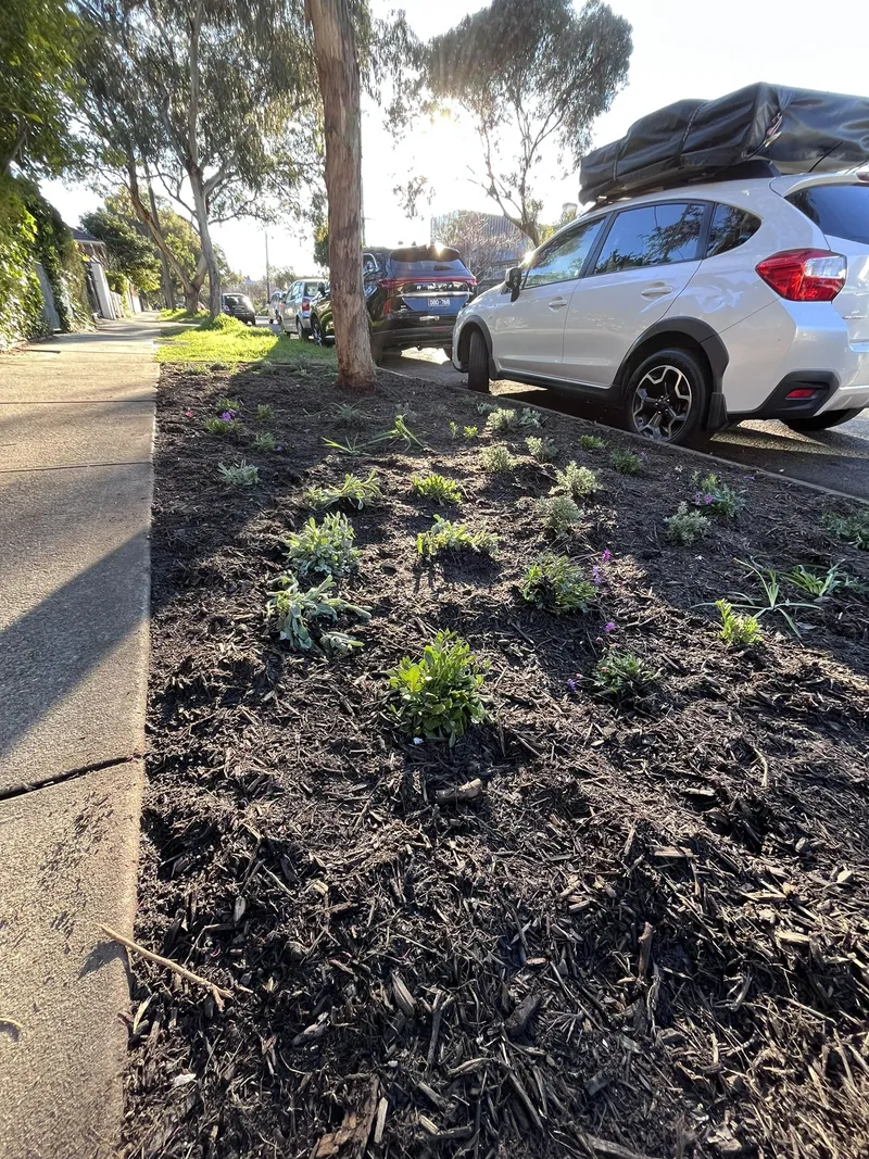 Freshly planted native nature strip garden in fresh mulch on a tree-lined Melbourne street